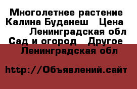 Многолетнее растение Калина Буданеш › Цена ­ 300 - Ленинградская обл. Сад и огород » Другое   . Ленинградская обл.